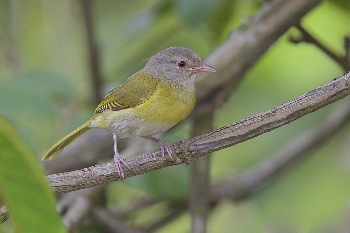 Ashy-headed Greenlet - Luiz Matos