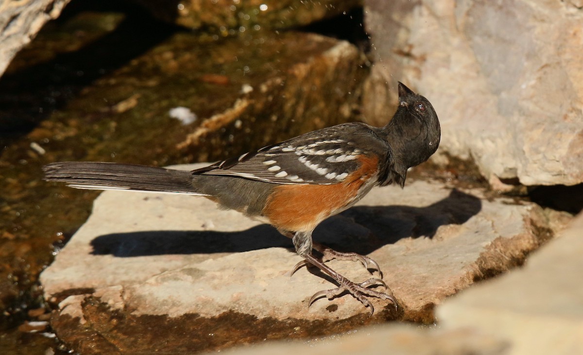 Spotted Towhee - Tony Battiste