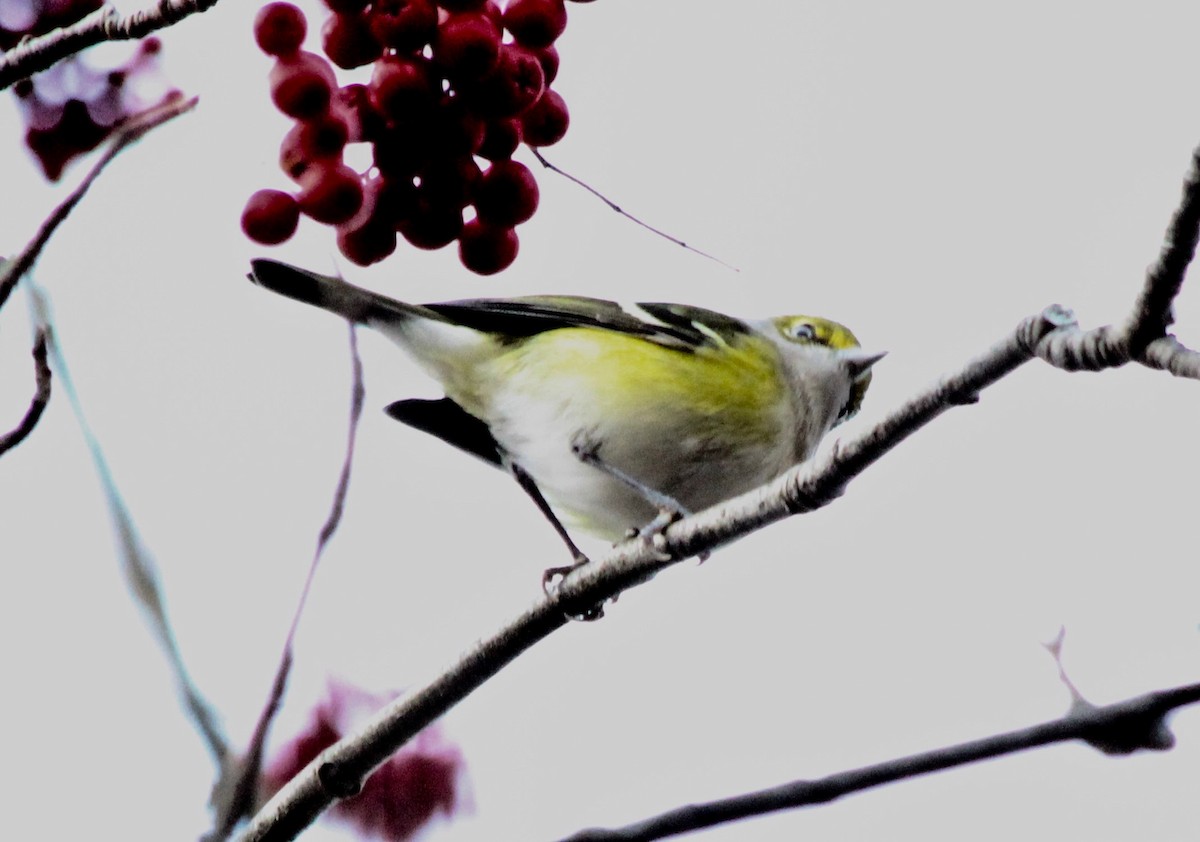 White-eyed Vireo - ML77562611