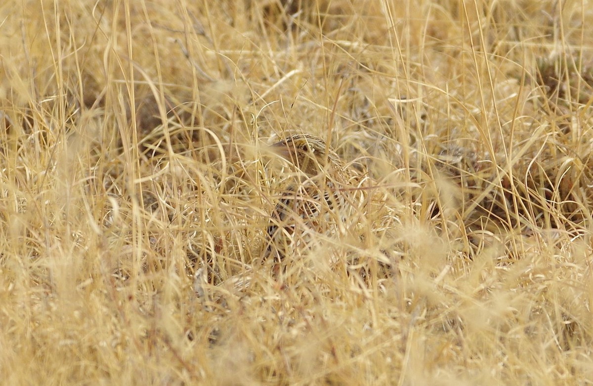 Grasshopper Sparrow - Brooks Hart