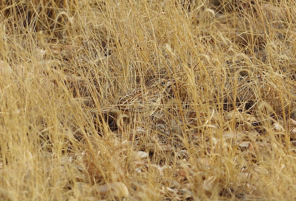 Grasshopper Sparrow - ML77562731