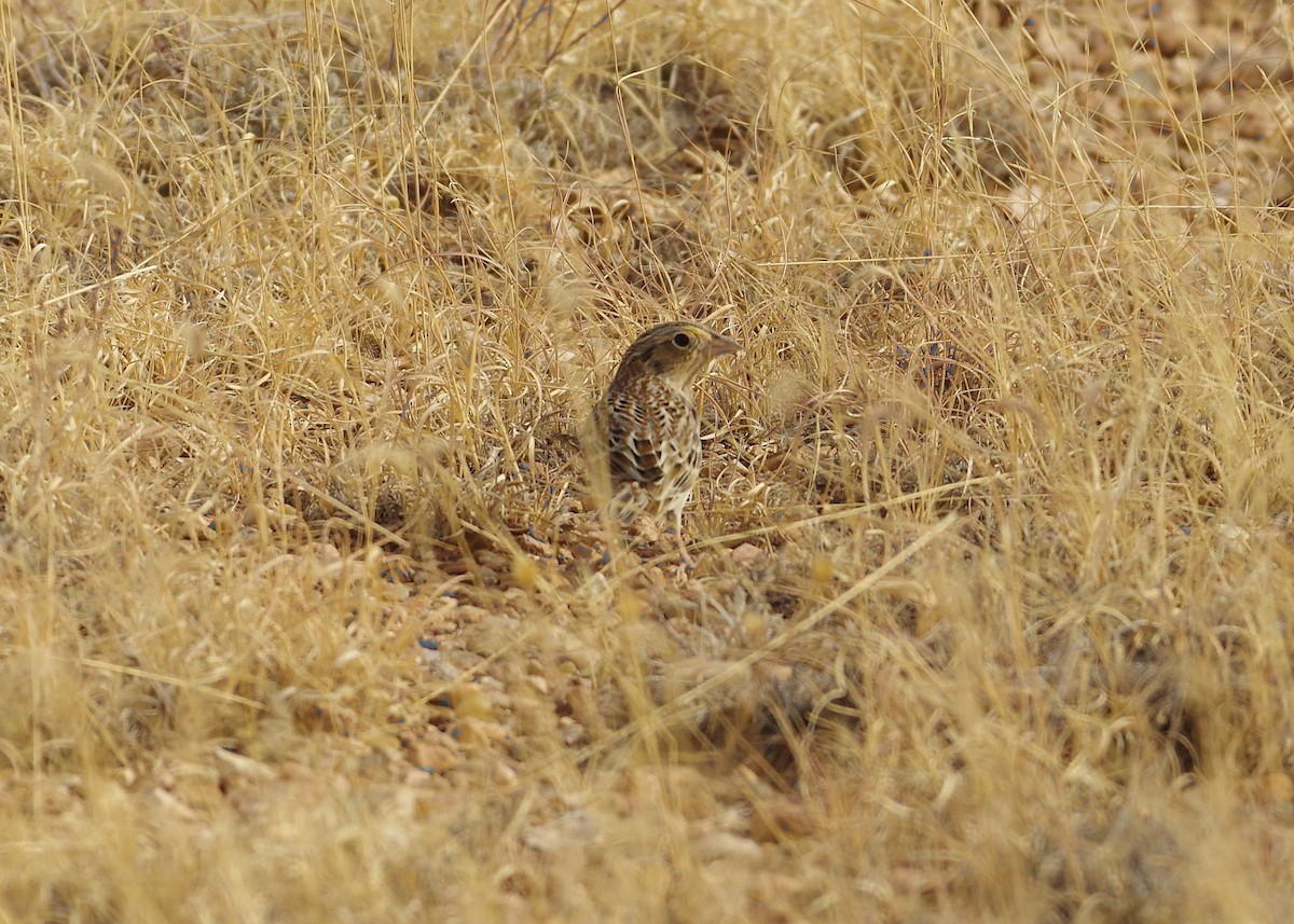 Grasshopper Sparrow - ML77562751