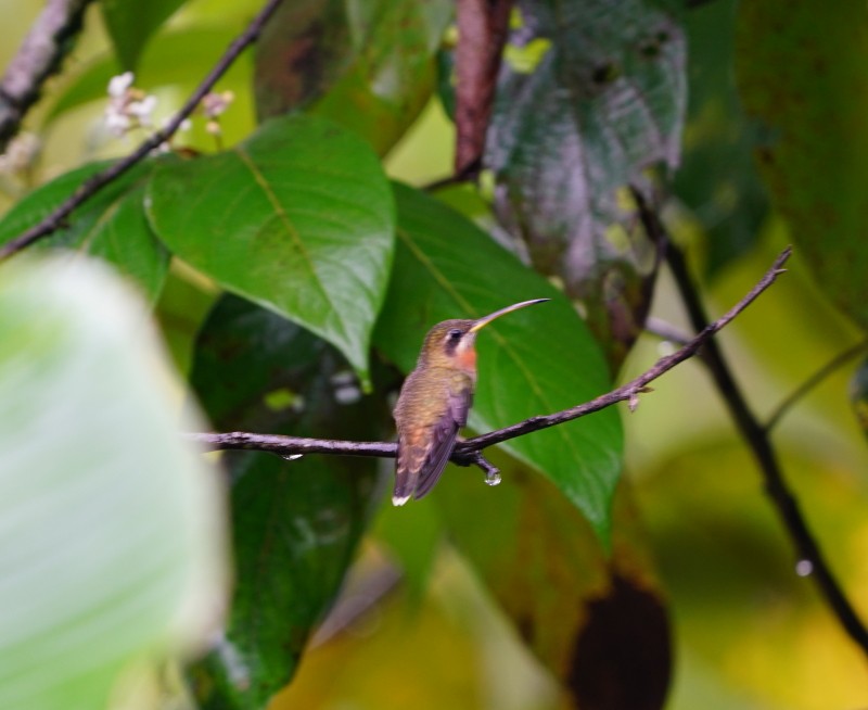 Полосатохвостый колибри-отшельник - ML77562971