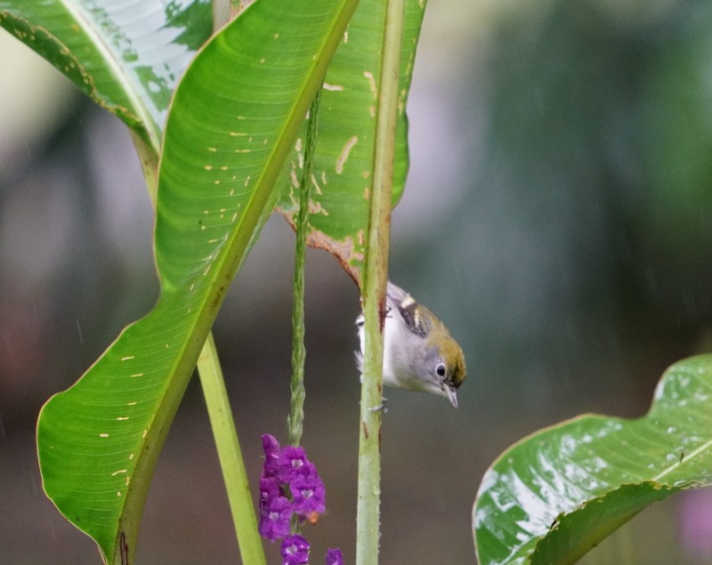 Chestnut-sided Warbler - ML77563081