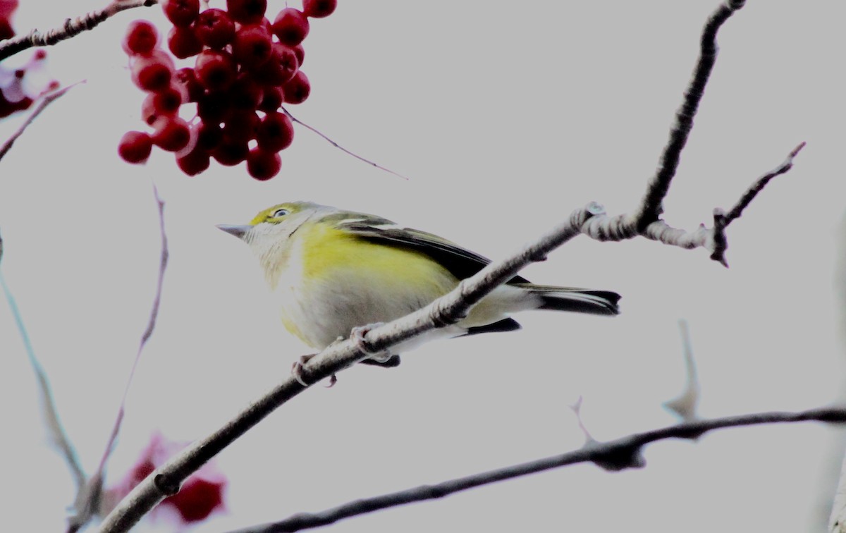 White-eyed Vireo - ML77563131