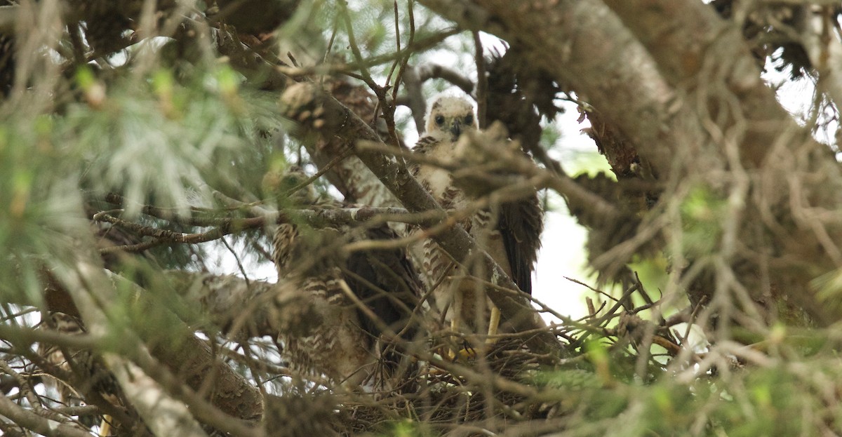 Collared Sparrowhawk - ML77563651