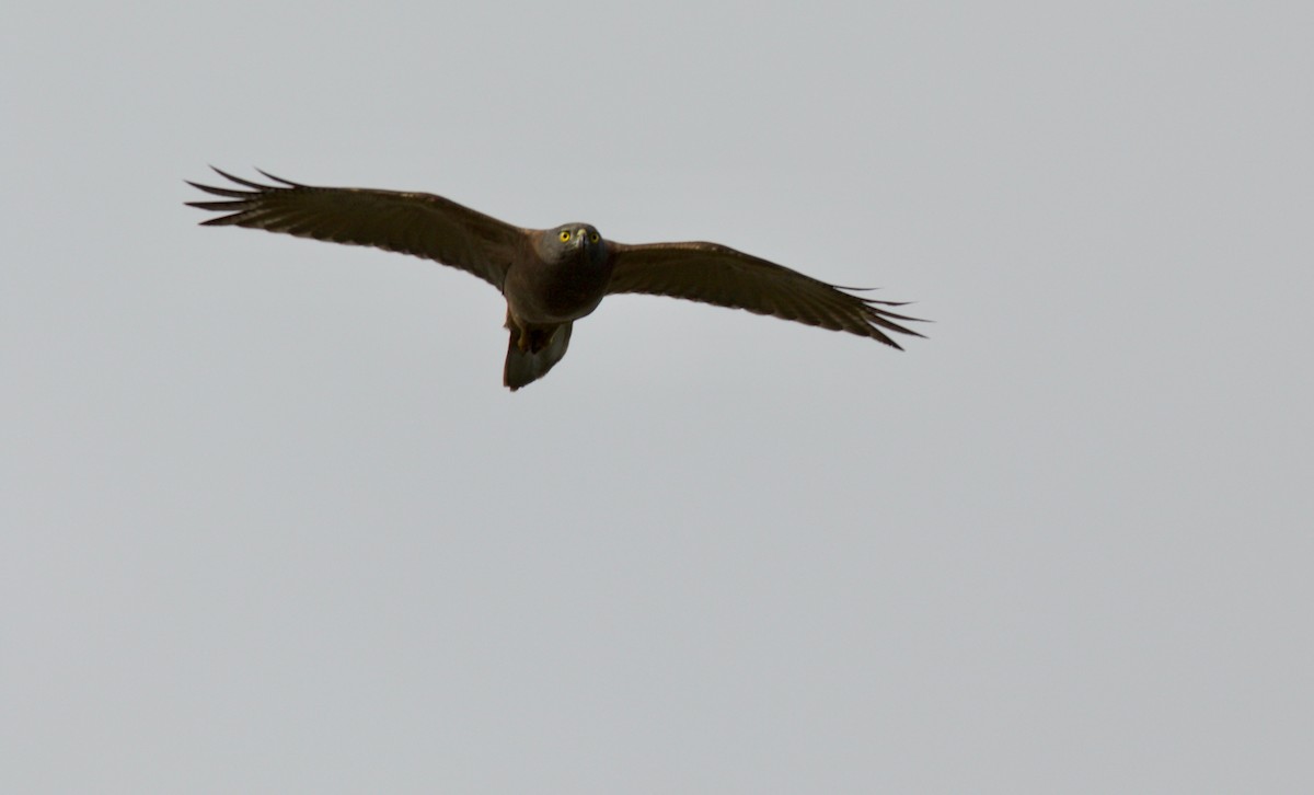 Collared Sparrowhawk - ML77563681