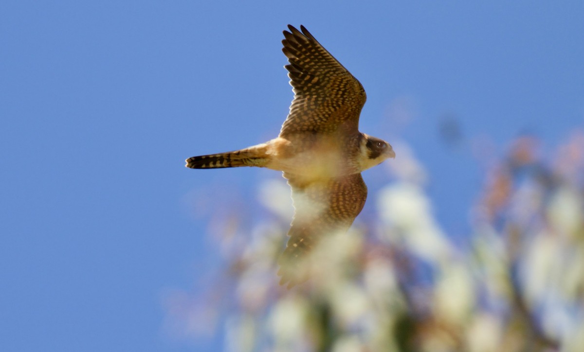 Australian Hobby - ML77563961