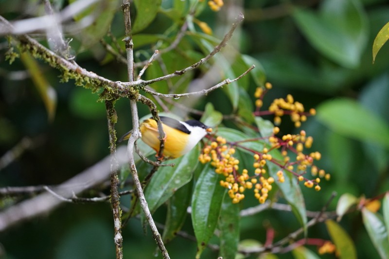 White-collared Manakin - Erich Hetzel