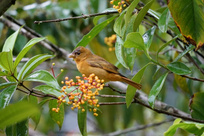 Summer Tanager - ML77565731