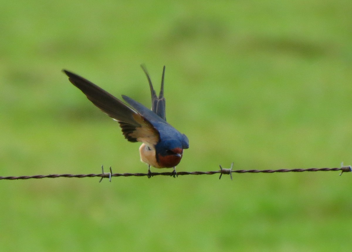 Barn Swallow - ML77566381