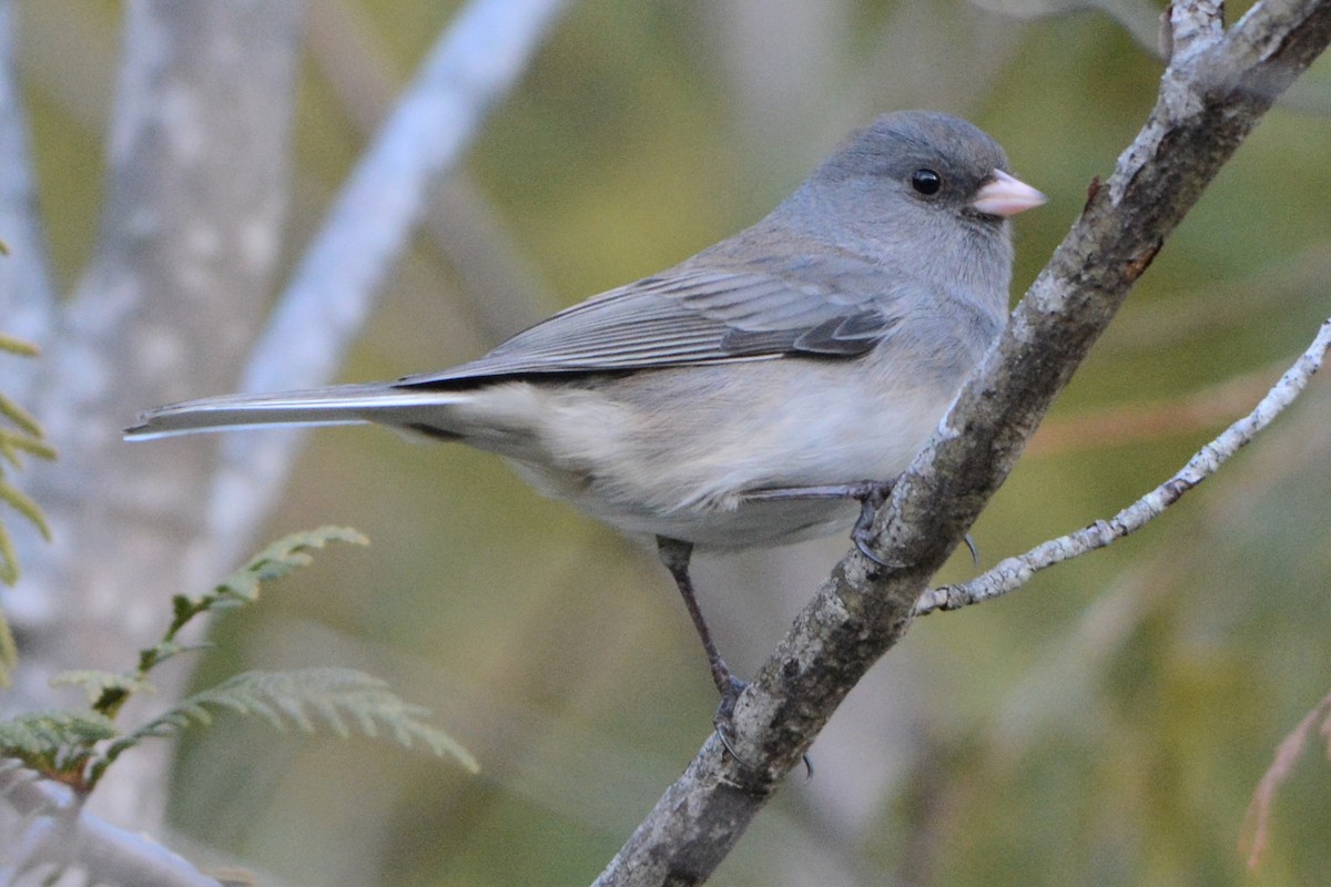 Dark-eyed Junco - Steve Mierzykowski