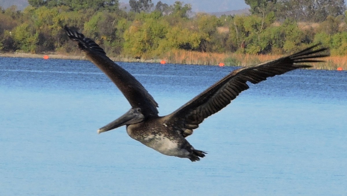 Brown Pelican - ML77568401