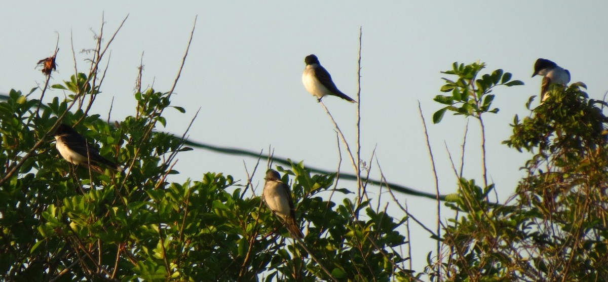 Eastern Kingbird - ML77569981