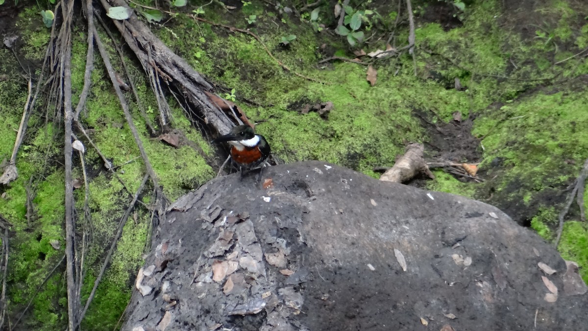 Green Kingfisher - ML77570411