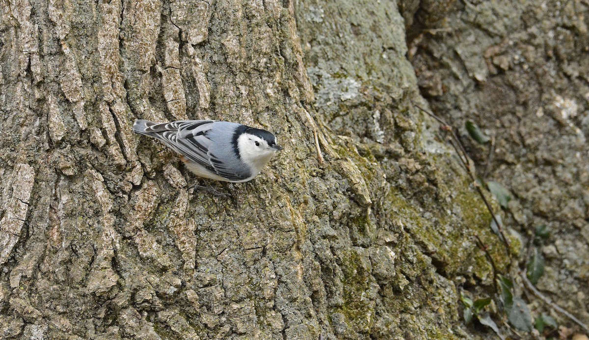 White-breasted Nuthatch - Jeffrey  Pozner