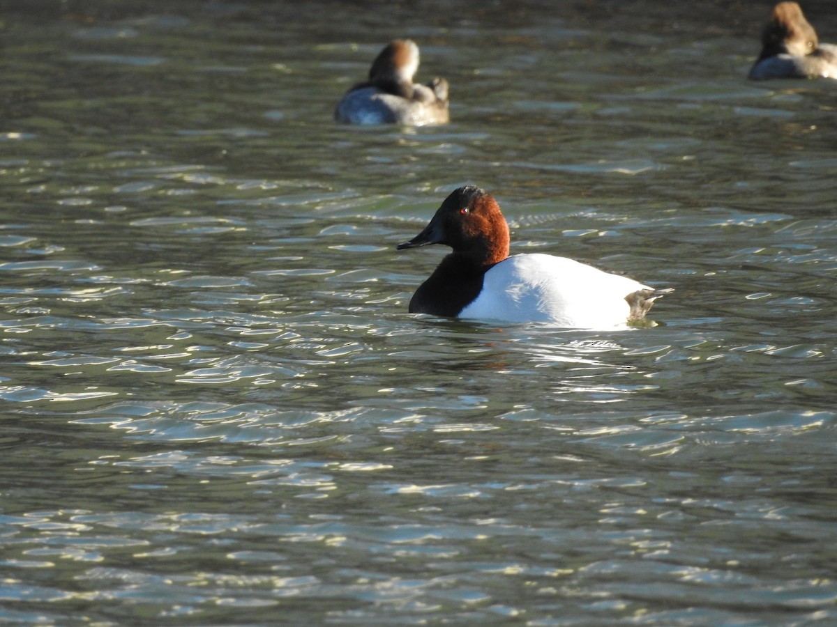 Canvasback - ML77574971