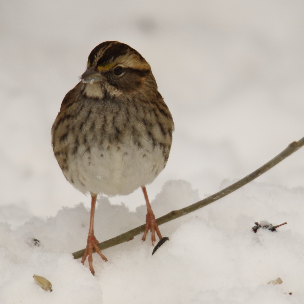 White-throated Sparrow - ML77575541
