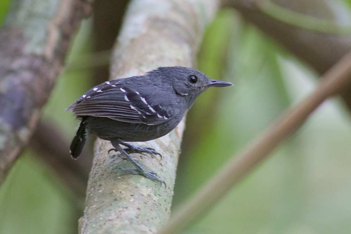 Plain-throated Antwren - Luiz Matos
