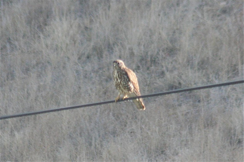 Broad-winged Hawk - ML77577061