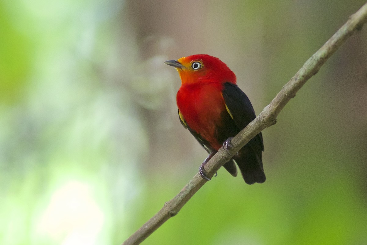 Crimson-hooded Manakin - Luiz Matos