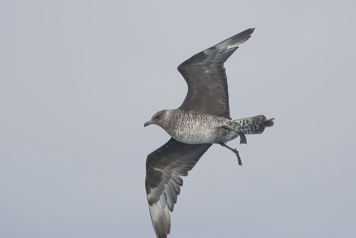 Pomarine Jaeger - ML77578221