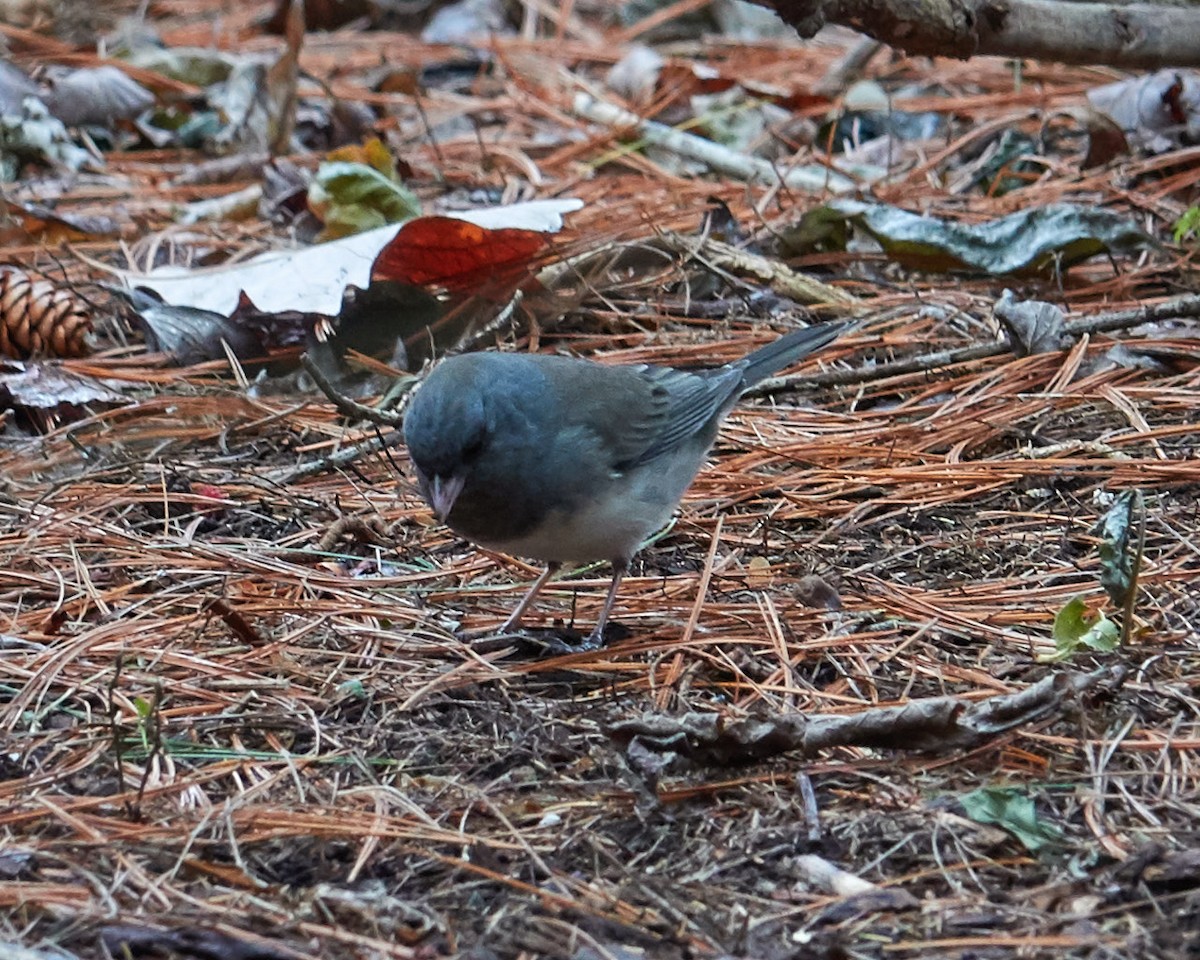 Junco Ojioscuro (hyemalis/carolinensis) - ML77578851