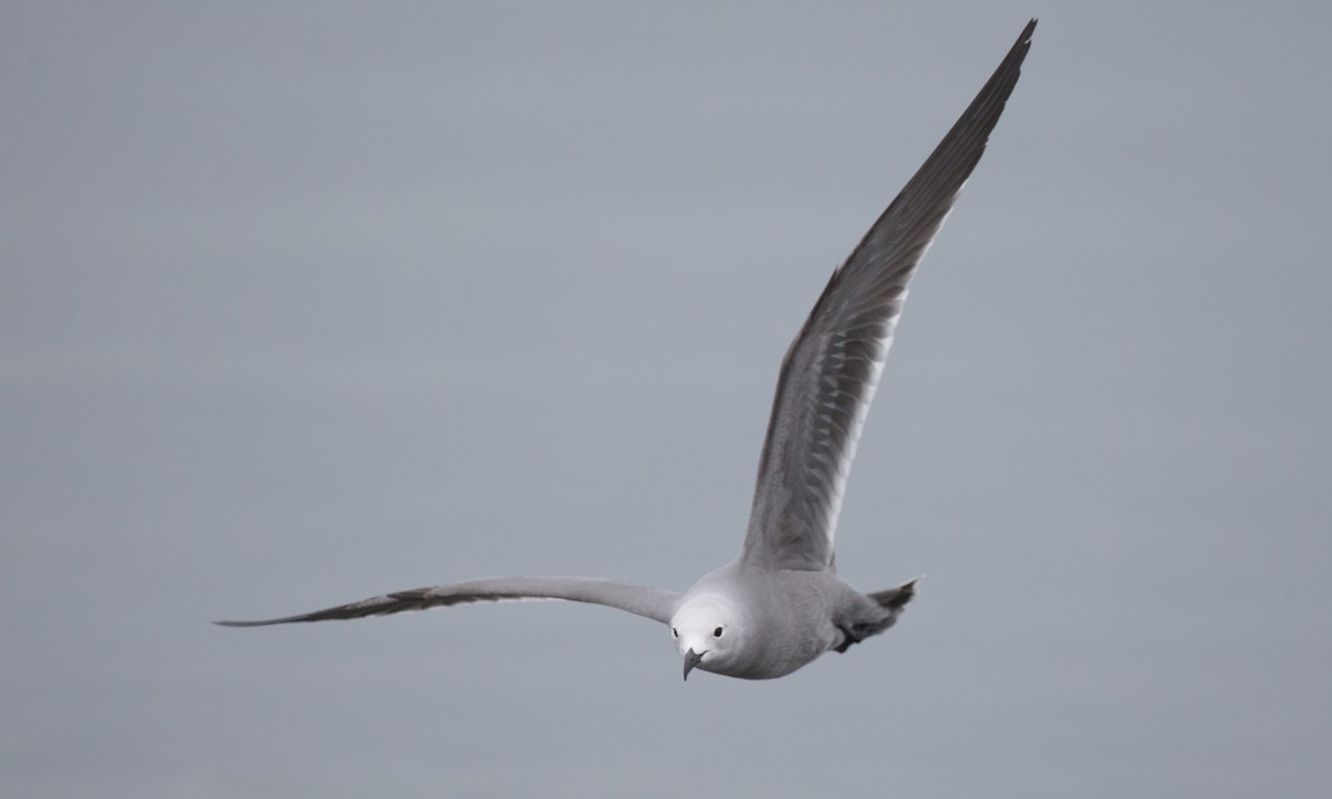 Gray Gull - ML77579071