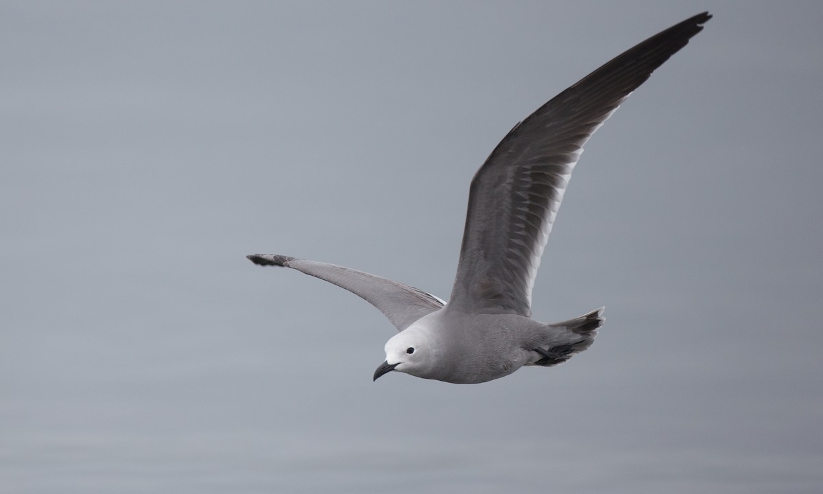 Gray Gull - ML77579091