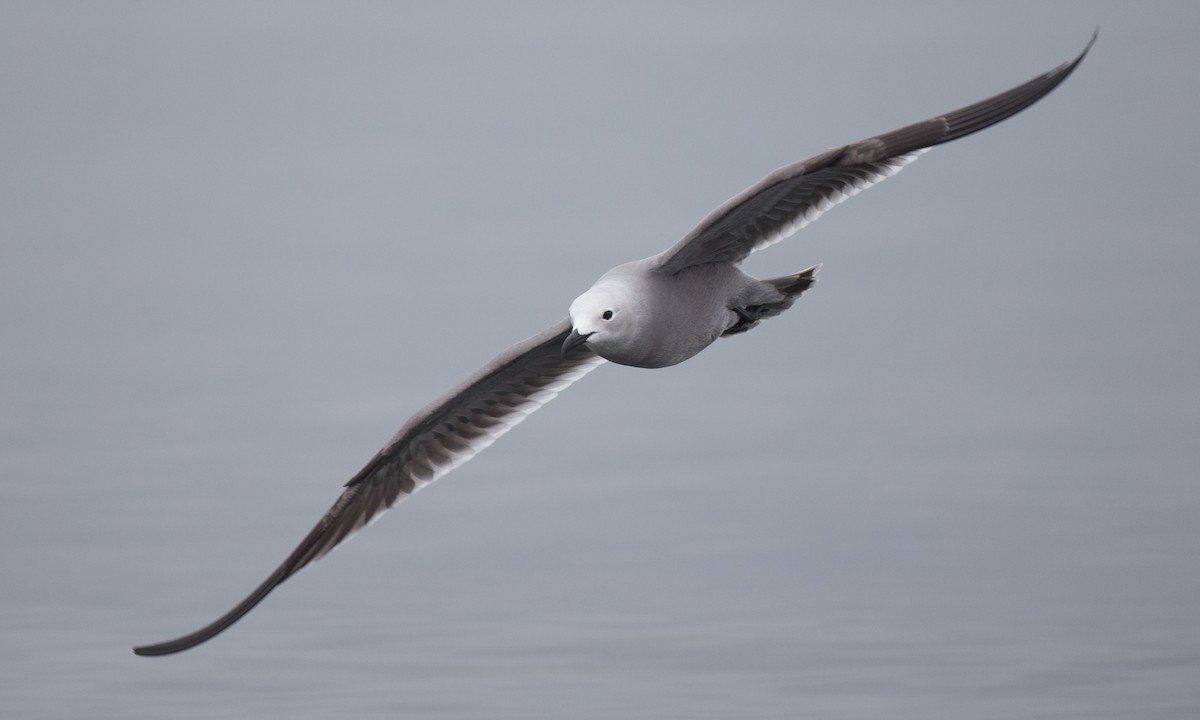 Gray Gull - ML77579111