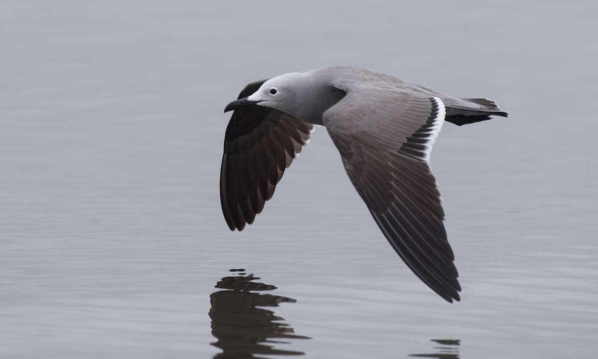 Gray Gull - ML77579131