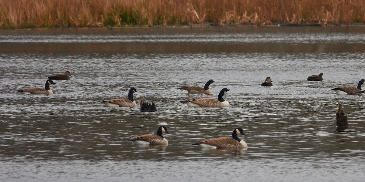 American Black Duck - ML77579151