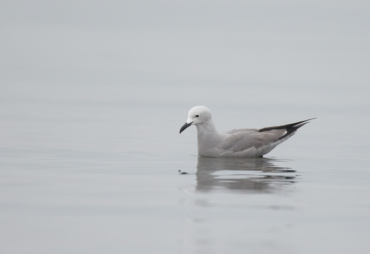 Gray Gull - ML77579201