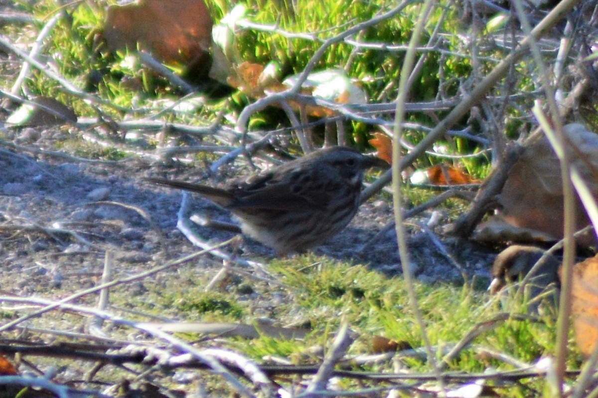 Song Sparrow - ML77579301