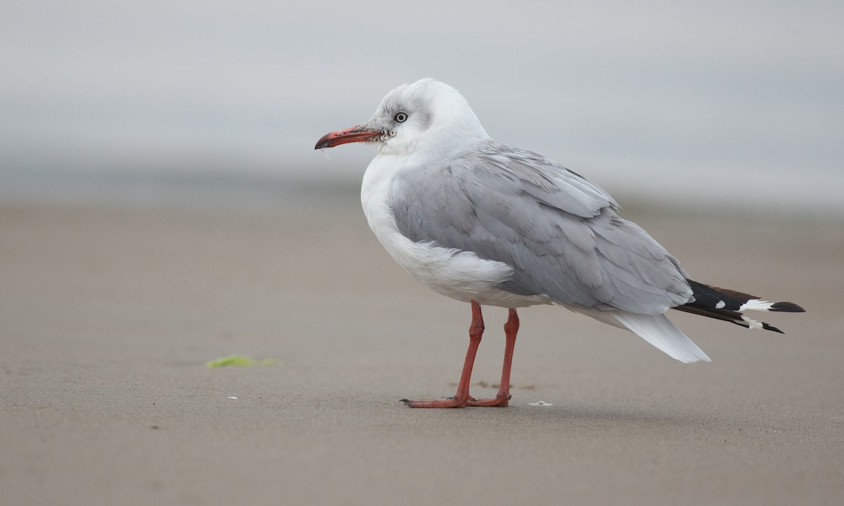 Gray-hooded Gull - ML77579311