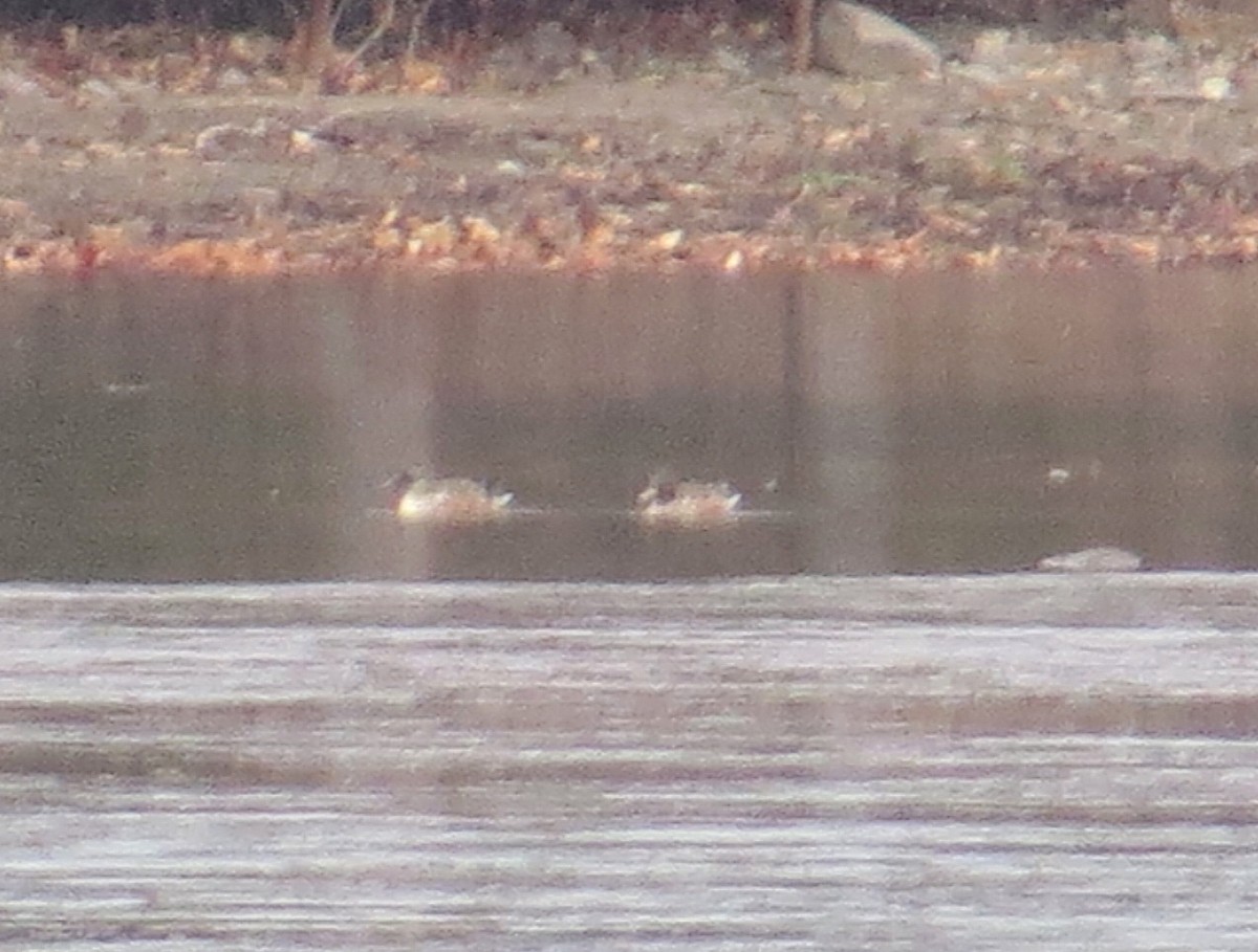 Northern Shoveler - ML77580481