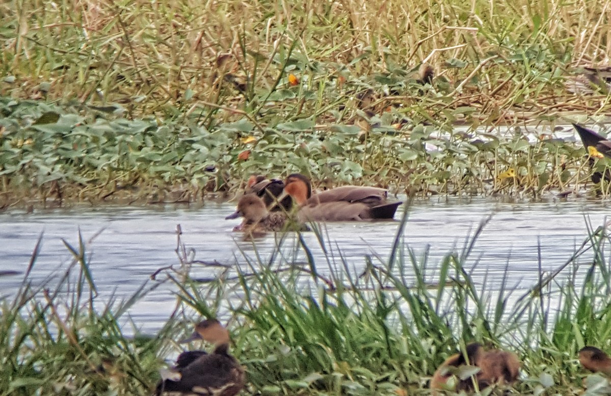 Northern Pintail - ML77581141