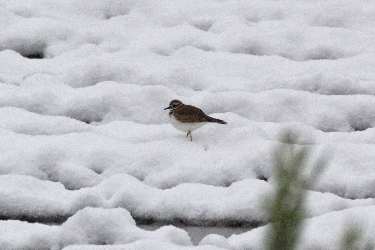 Killdeer - Lillie Gibb