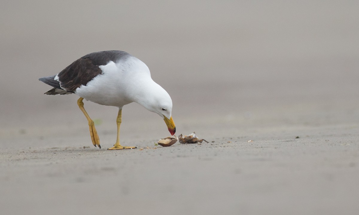 Belcher's Gull - ML77582191