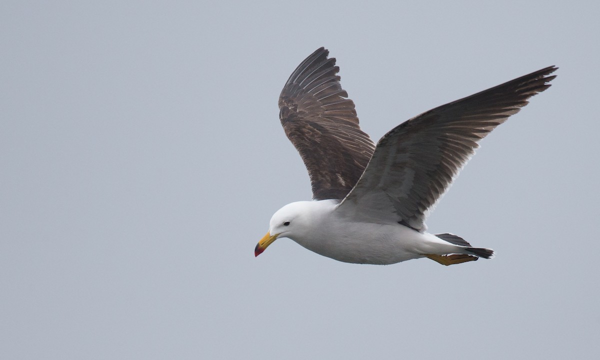 Belcher's Gull - ML77582211