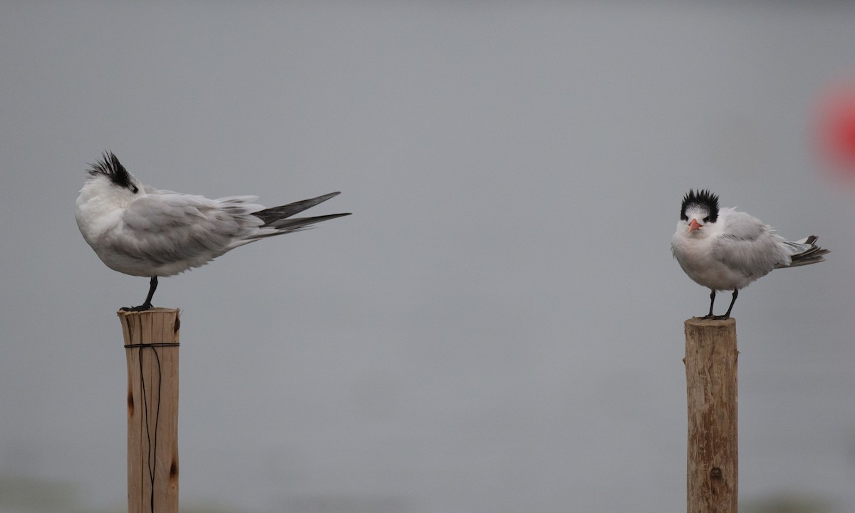 Elegant Tern - Chris Wood