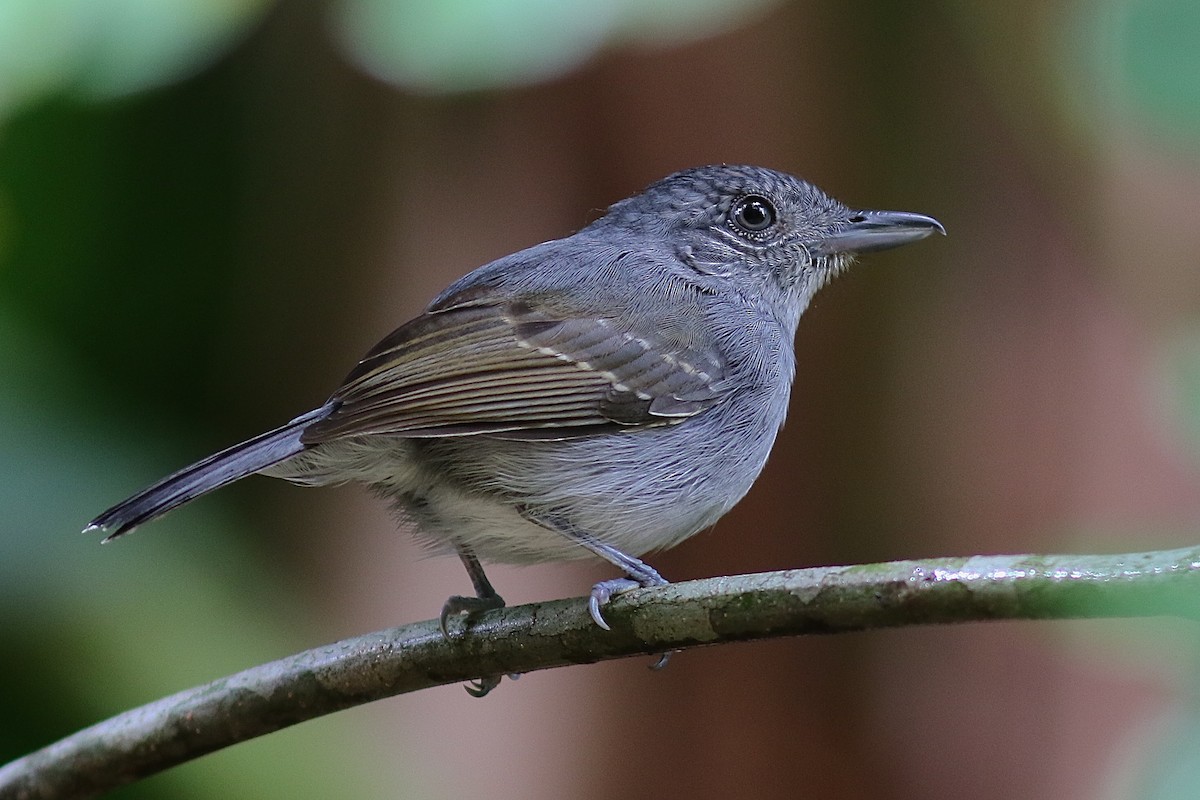 Mouse-colored Antshrike - Luiz Matos