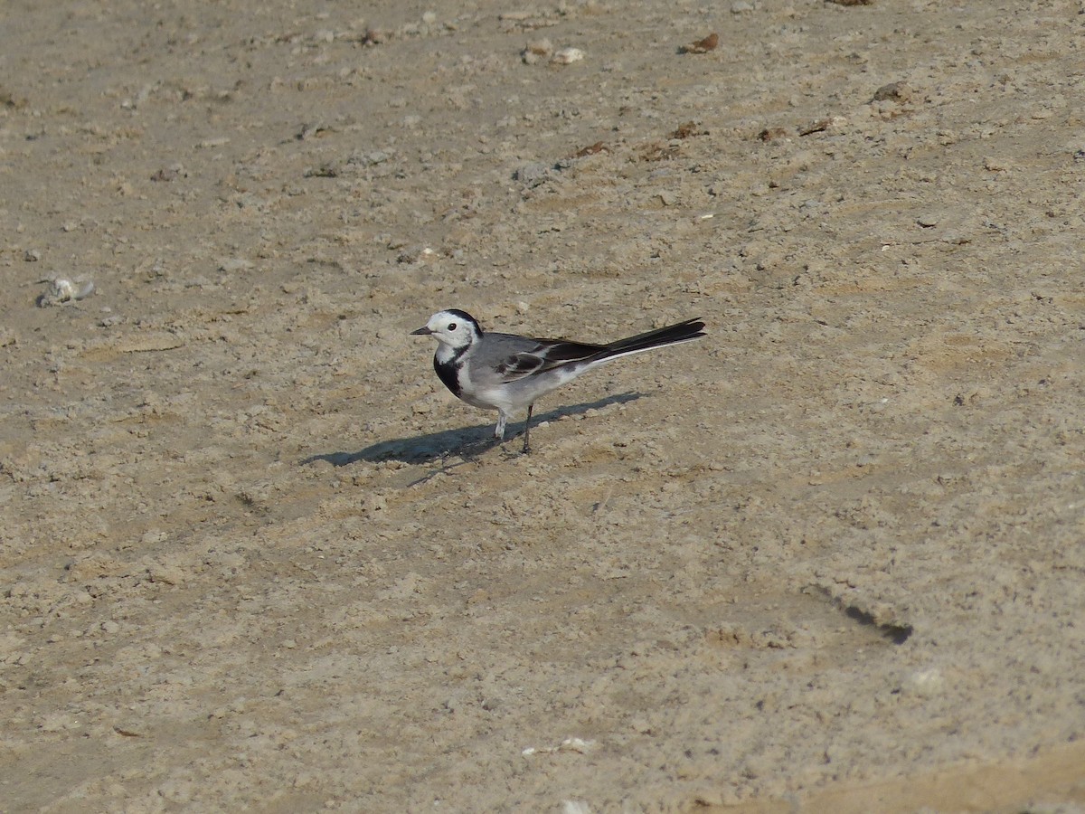 White Wagtail (White-faced) - ML77582831