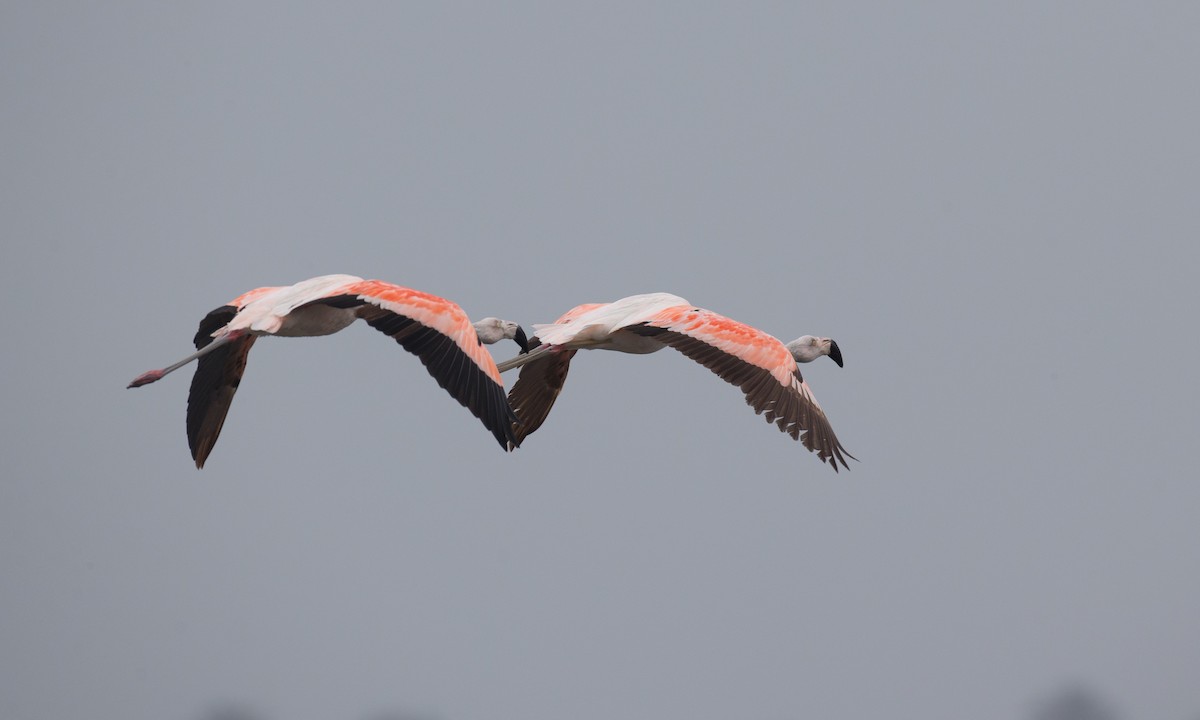 Chilean Flamingo - ML77582901