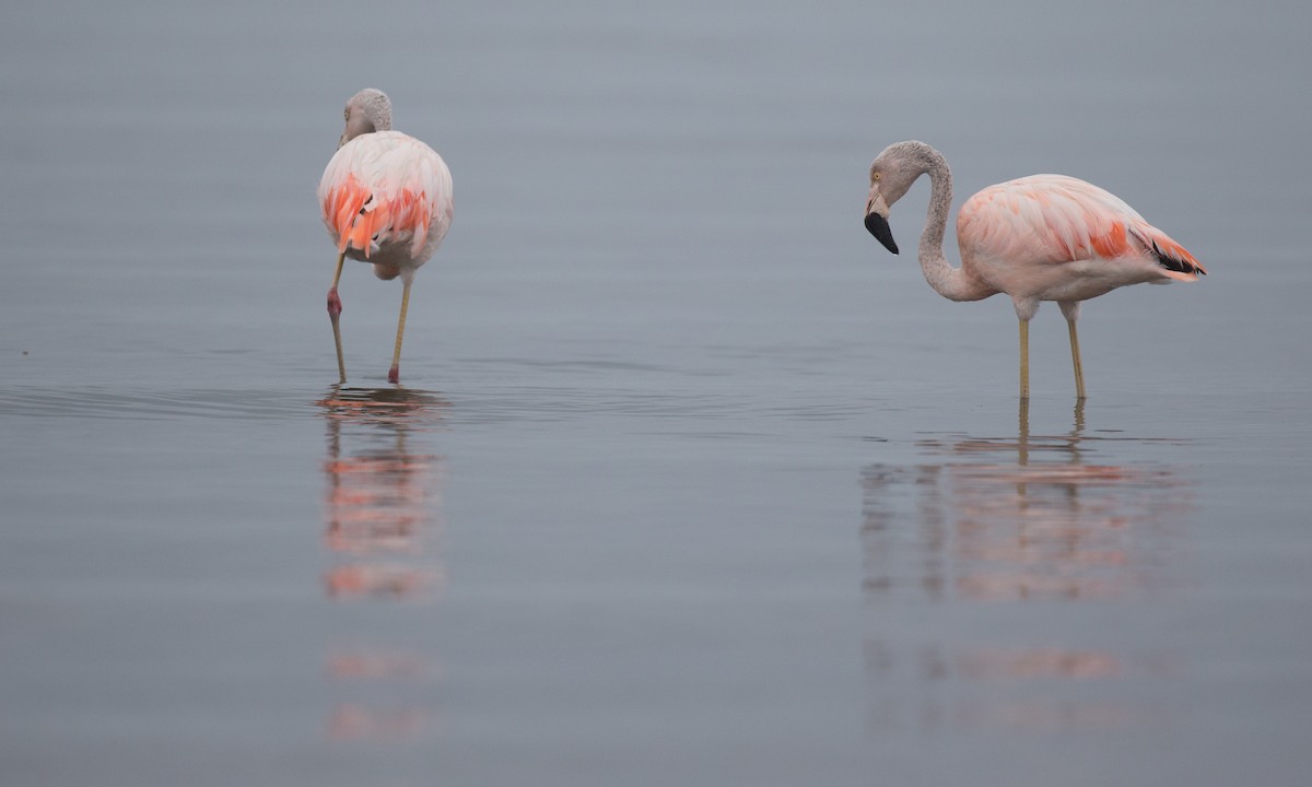 Şili Flamingosu - ML77582931