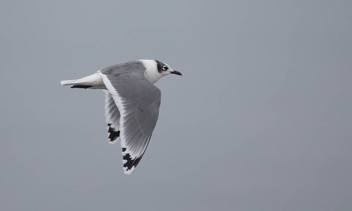 Franklin's Gull - Chris Wood