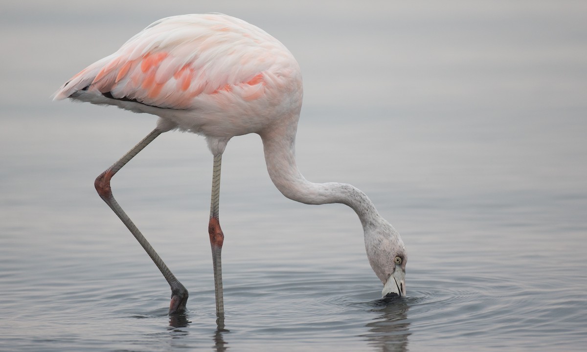 Şili Flamingosu - ML77583151