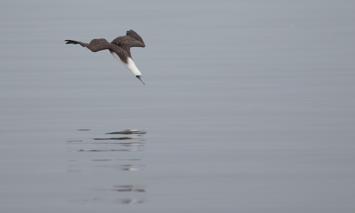 Peruvian Booby - ML77583581