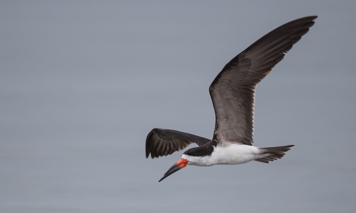 Black Skimmer - ML77583751