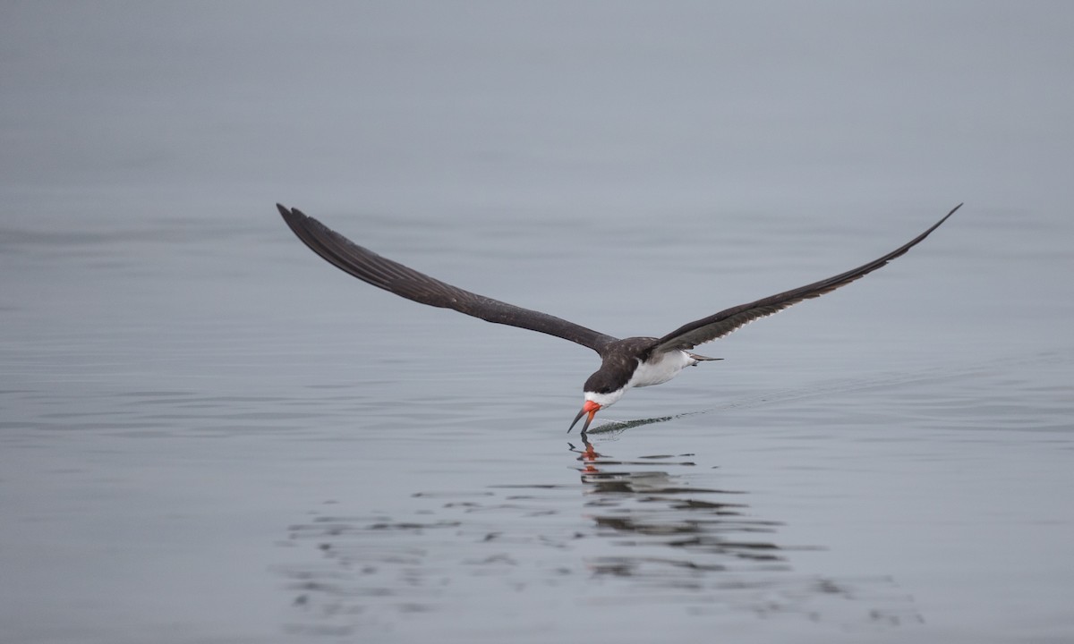 Black Skimmer - ML77583781